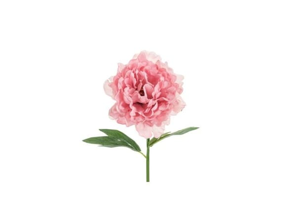 Rosa Bonderose, 1 stk