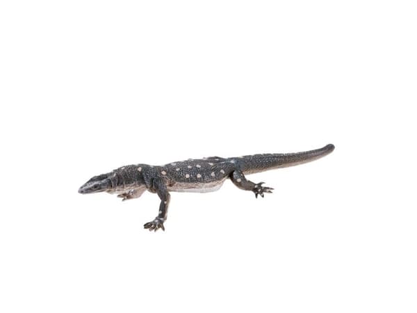 Mojo Perentie-ödla