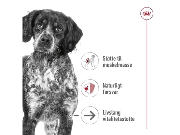 Royal Canin Medium Ageing 10+, Senior, Medium (11 - 25 kg), Höns, Ris, 15 kg