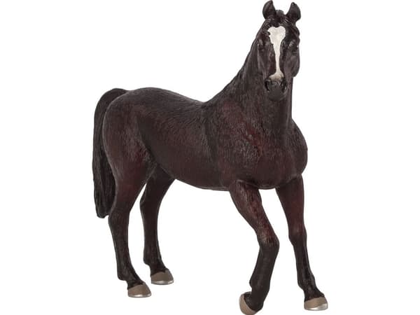 Mojo Arabisk Hingst, Sort