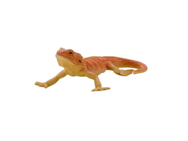 Skäggagam