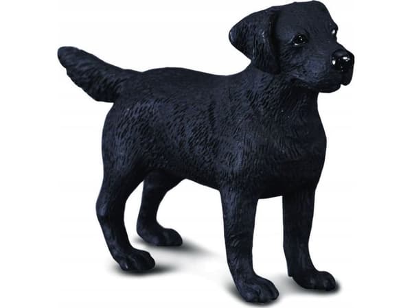 LABRADOR-koira (M)