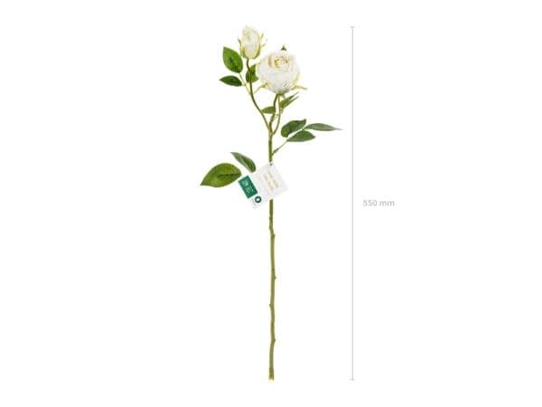 Lys creme rose, 1 stk