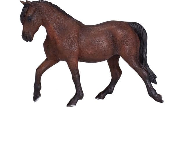Mojo Morgan Hingst, Brun