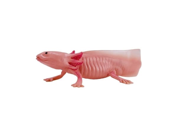 Axolotl