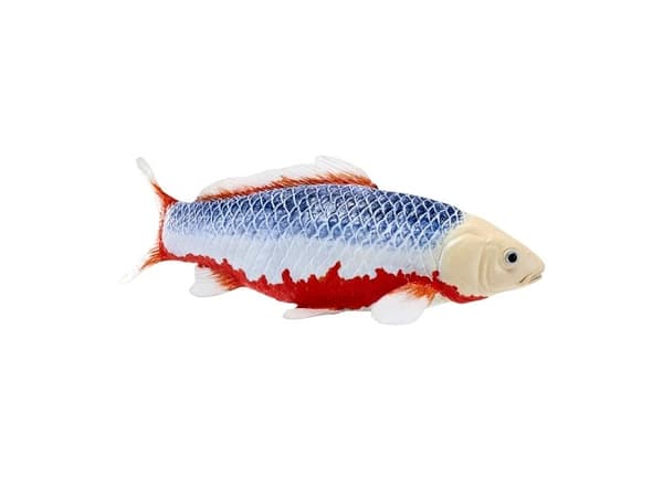 Koi Carp - Asagi Koi (blå rød)