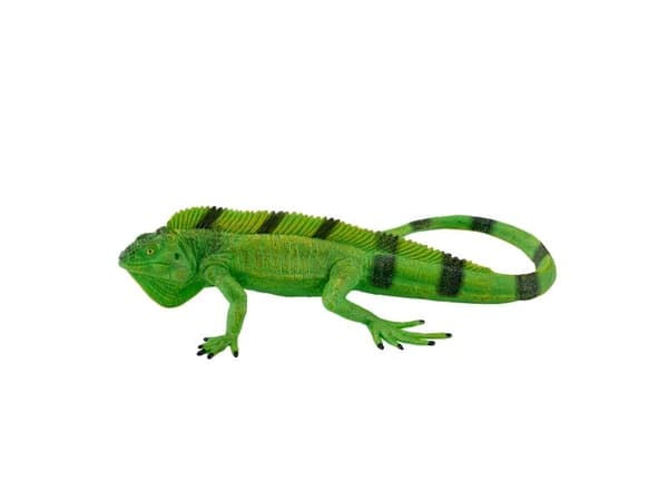 Mojo Iguana