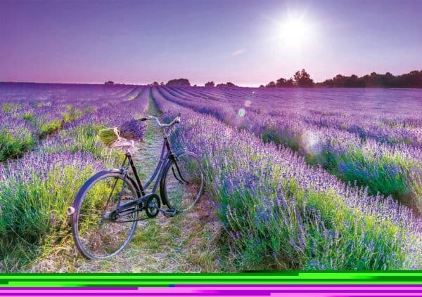 Educa 1000 Bike In A Lavender Field
