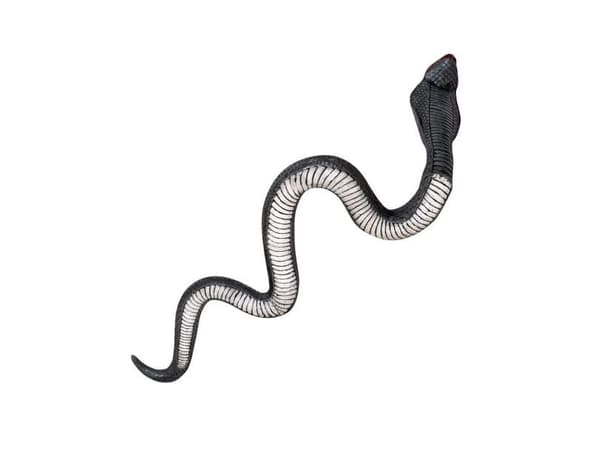 Kobra orm