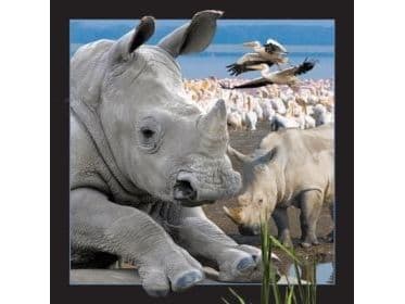 3D-postkort - neshorn