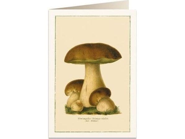 Tassotti Pass B6 + konvolutt 6096 Boletus