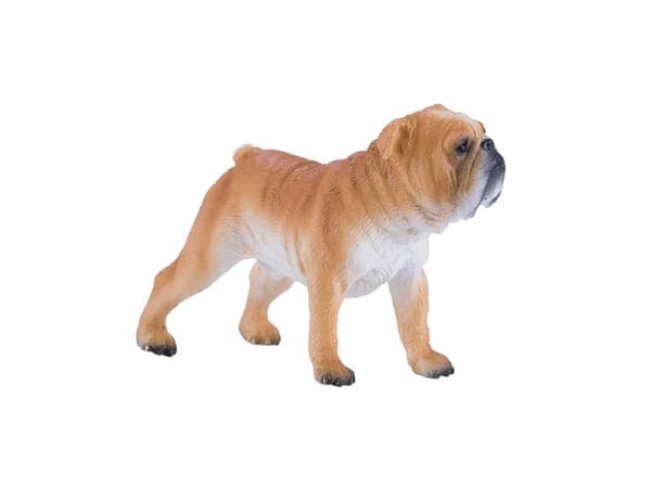 Mojo engelsk bulldogg