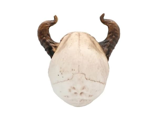 Paholaisen kallo