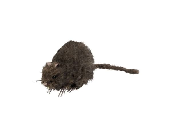 Behåret rotte