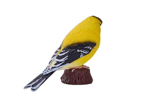American Goldfinch