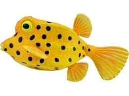 Collecta figuriini Kostera tuberculosis