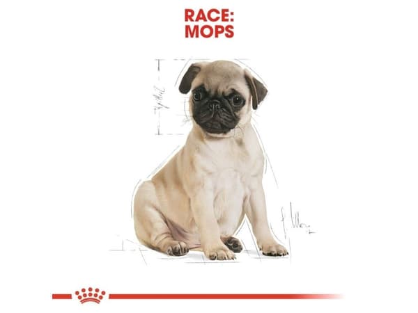 Royal Canin Pug Puppy torrfoder för valpar – 1,5 kg