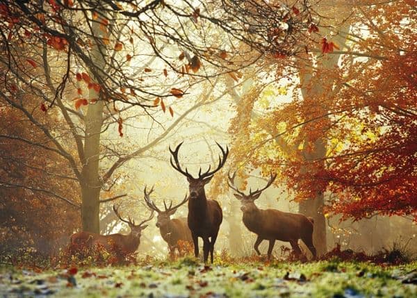 Heye Puzzle Stags, 1000 kpl, Eläimet