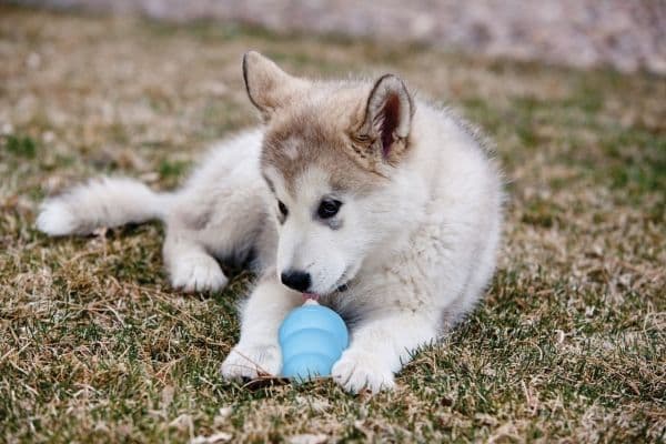 Kong Leksak Puppy Mix M 8,5cm
