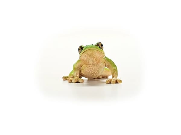Schleich europeisk trefrosk