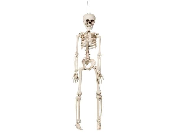 Skelet, 42 cm