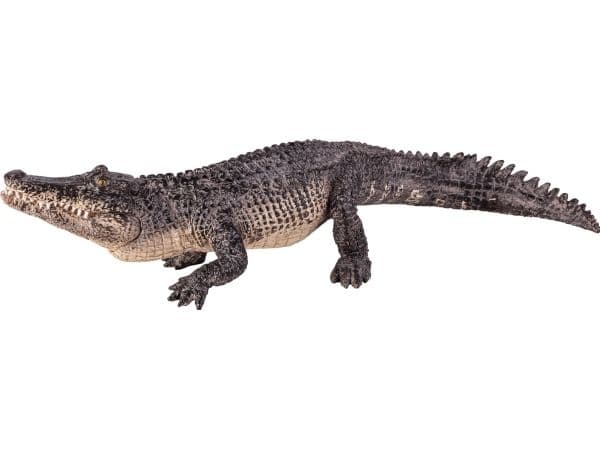 Mojo Alligator