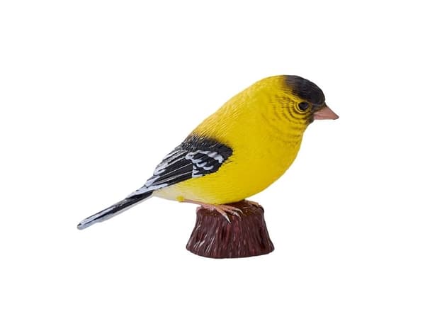 American Goldfinch