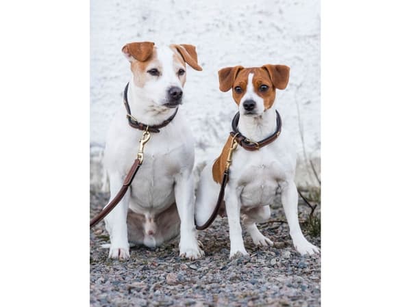 Jacson Arezzo Hundhalsband Brun 45cm