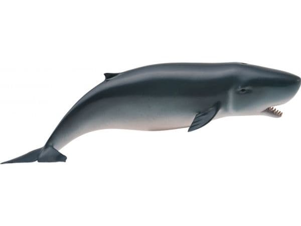 JUVENILE SPERM WHALE (M)