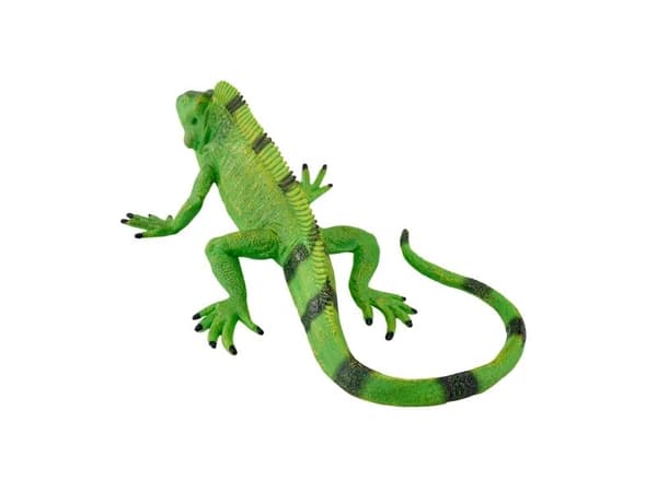 Mojo Iguana