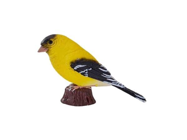 American Goldfinch