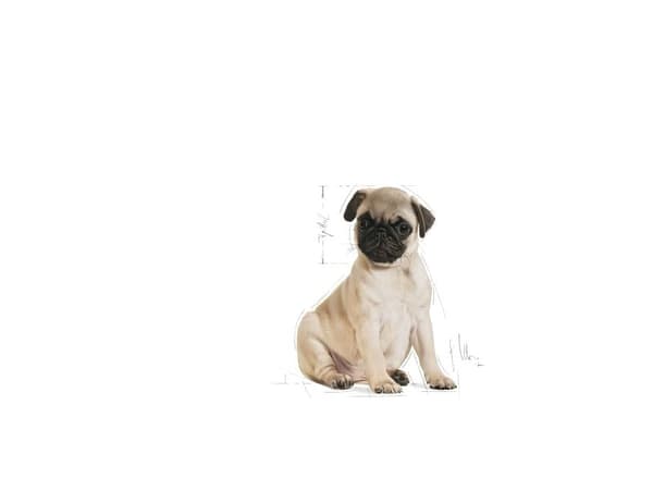 Royal Canin Pug Puppy tørfoder til hvalp - 1.5 kg