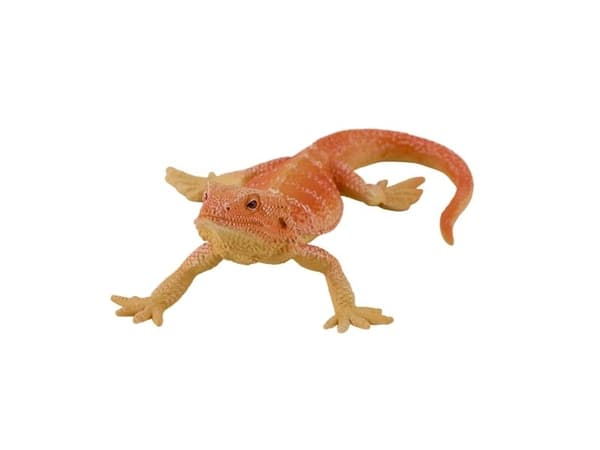 Skäggagam