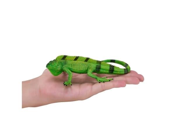 Mojo Iguana