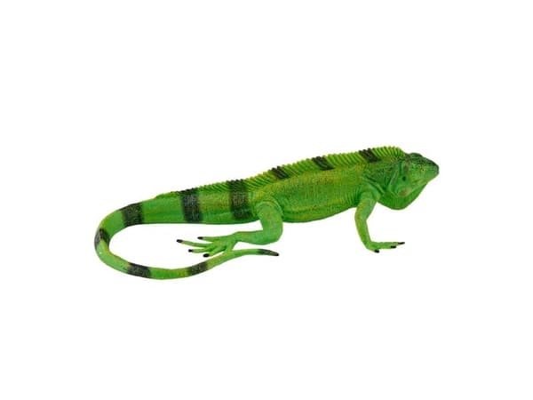 Mojo Iguana