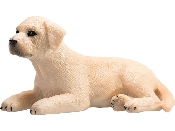 Mojo labradorinnoutaja pentu