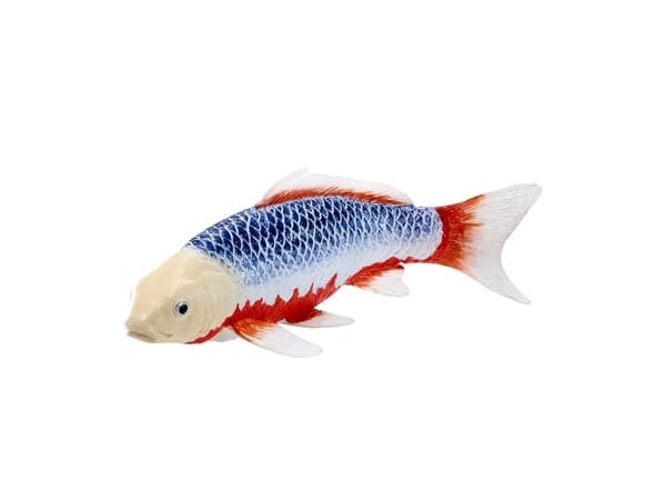 Koi Carp - Asagi Koi (blå rød)