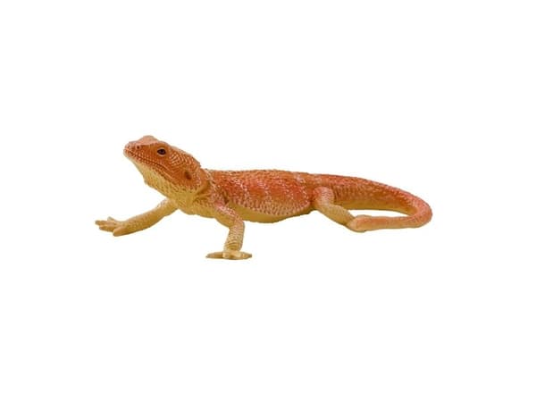 Skjeggdrage
