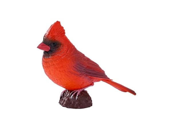 Red Cardinal