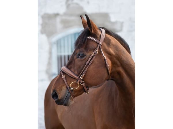 Jacson Cleveland Dressyrträns Brun