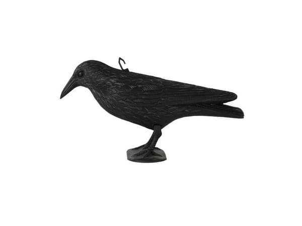 Kaulus, 36 cm