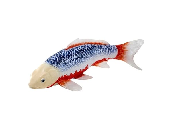Koi Carp - Asagi Koi (blå rød)