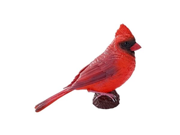 Red Cardinal
