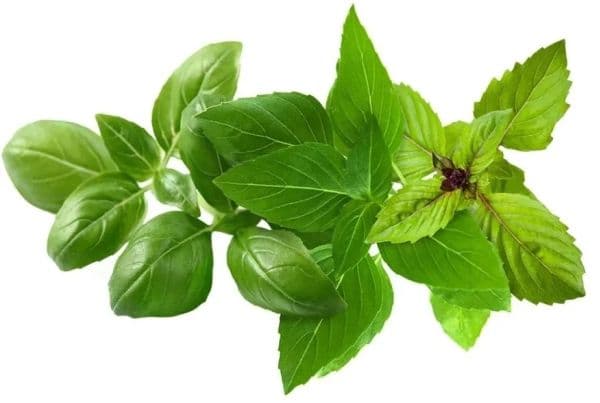 Click &amp; Grow Kasvi Pod Basilika Lajike Mix 9kpl
