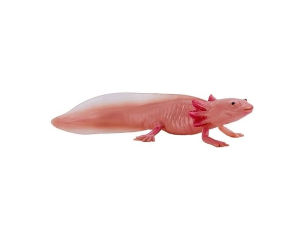 Axolotl