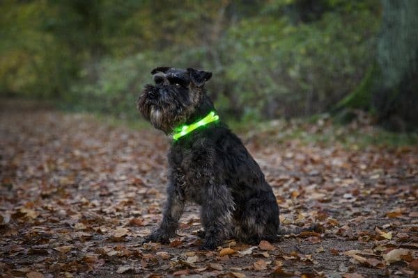 DOGMAN LED-ring silikone rosa 20-65cm