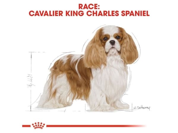 Royal Canin Cavalier King Charles Adult torrfoder för hund – 7,5 kg