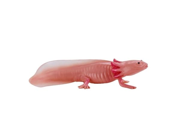 Axolotl