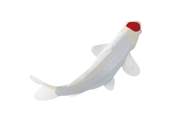 Koi-karp – Tancho Koi (röd prick)