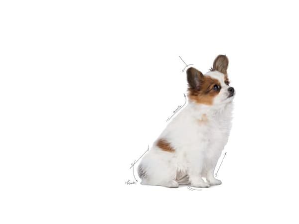 Royal Canin X-small Puppy tørfoder til hvalp - 500 g